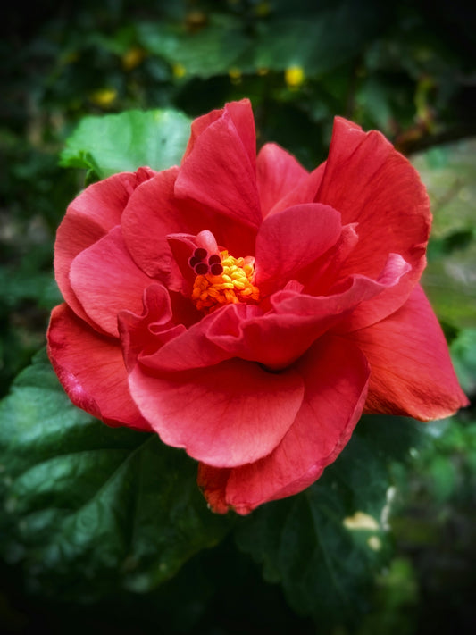 red flower in macro shot
