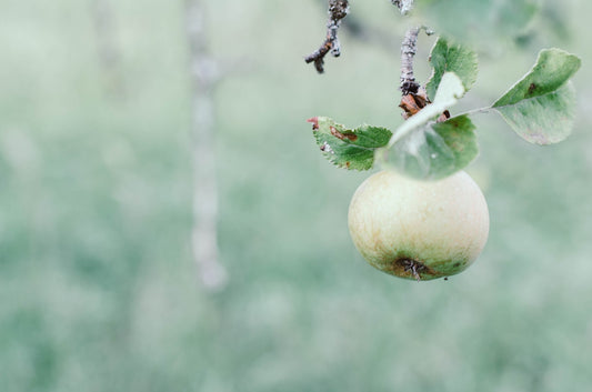a white fruit with green leaves