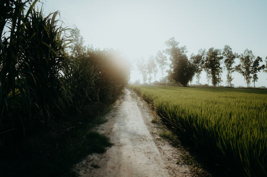 a dirt road with grass and trees on either side of it
