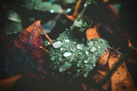 Nemli Hava Koşullarında Elmasların Bakımının İpuçları