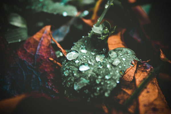 Nemli Hava Koşullarında Elmasların Bakımının İpuçları