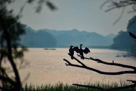 A couple of birds sitting on a tree branch