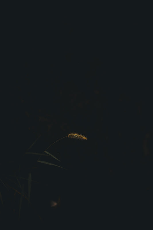 A single wheat stalk is illuminated against black.