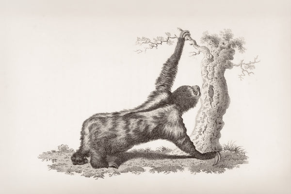 Tarihsel Örneklerle Elmasın Evrimi